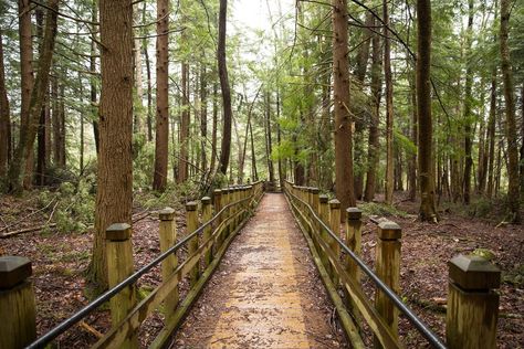 5 MEMORABLE Things to do at Swallow Falls State Park Patapsco Valley State Park, River Kayaking, Cascade Falls, Deep Creek Lake, Lake Hotel, Potomac River, Cascade Waterfall, Mountain Park, Whitewater Rafting