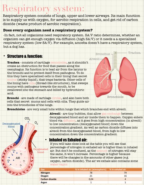 Respiratory System Aesthetic Notes, Anatomy And Physiology Respiratory System, Respiration In Humans Notes, Respiratory Physiology Notes, Anatomy Of Respiratory System, Excretion And Osmoregulation Notes, The Respiratory System Notes, Lung Anatomy Notes, Respiratory Therapist Notes