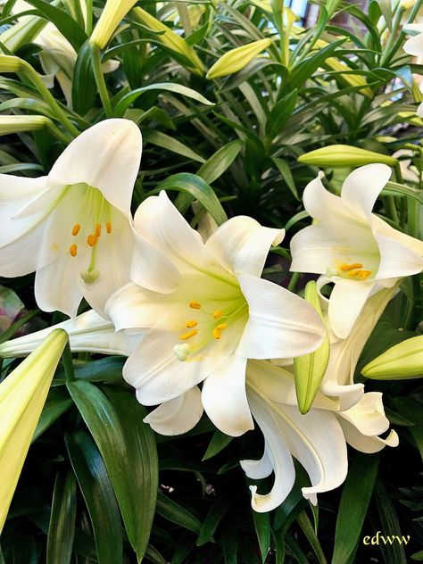 Royal Lily Flower, White Lily Flower Aesthetic, Easter Lily Flower, Lilium Candidum, Easter Lilies, Lily Pictures, Green Lily, White Lily Flower, E Flowers