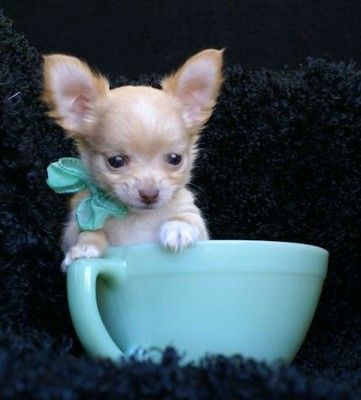 Puppy Sitting, Chihuahua Puppy, Teacup Chihuahua, Cute Chihuahua, Cuddly Animals, Chihuahua Love, Teacup Puppies, Chihuahua Puppies, Chihuahua Dogs