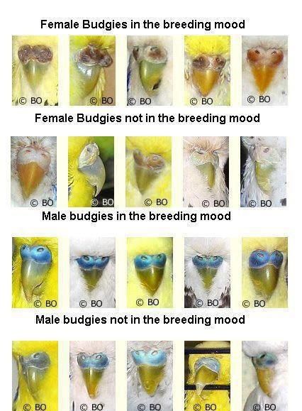 The budgie breeding mood Breeding Budgies, Parakeet Care, Love Birds Pet, African Lovebirds, Diy Bird Cage, Australian Parrots, Diy Bird Toys, Parakeet Cage, Types Of Birds