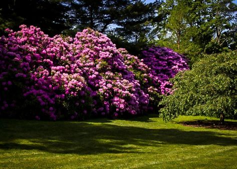 Nilsen Landscape Design » Rhododendrons for Privacy, Shade and Foundation Beds Pink Rhododendron, Yard Privacy, Front Yard Plants, Plant Structure, Privacy Shades, Gardening Zones, Bed Foundation, Small Shrubs, Plant Tags