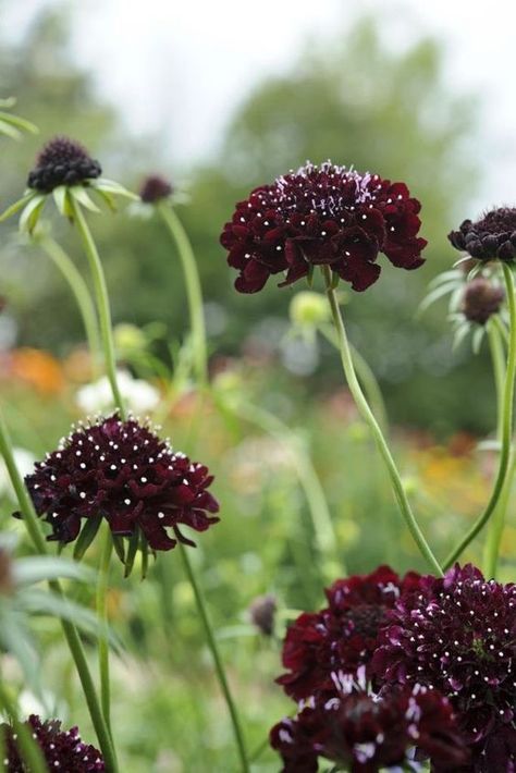 Scabious Flower, Black Plants, Gardeners World, Chocolate Cosmos, Goth Garden, Gothic Garden, Witch Garden, Gladioli, British Flowers