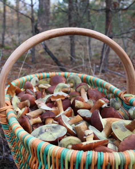 Mushroom Picking Aesthetic, Picking Mushrooms, Mushroom Picking, Fall Camping Aesthetic, Fall Camping, Camping Aesthetic, Autumn Aesthetic, Dark Ages, Good Old