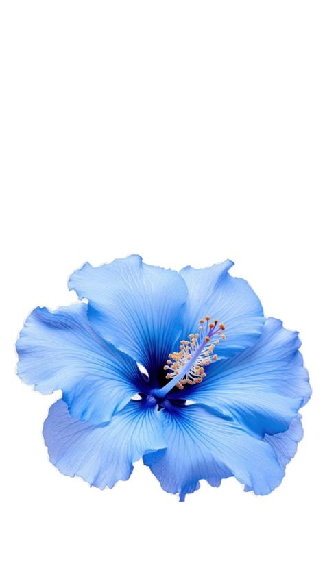 Flower Wallpaper Blue, Hibiscus Flower Wallpaper, Blue Aesthetic Pastel, Flower Blue, Aesthetic Pastel, Flowers Wallpaper, Hibiscus Flower, Blue Flower, Blue Aesthetic