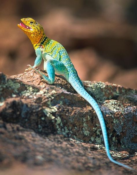 Mexican Blue Collared Lizard (Crotaphytus dickersonae) Collard Lizard, Collared Lizard, Colorful Lizards, Cute Reptiles, Reptile Snakes, Chameleons, Animal Species, Crocodiles, Reptiles And Amphibians