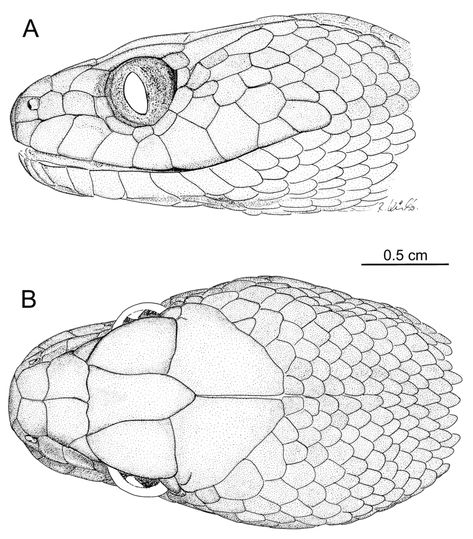 Serpent Drawing Reference, Snake Anatomy Illustration, Snake Head Anatomy, Snake Head Illustration, How To Draw A Snake Head, Snake Body Drawing, Snake Anatomy Drawing, Snakes Reference, Snake Top View