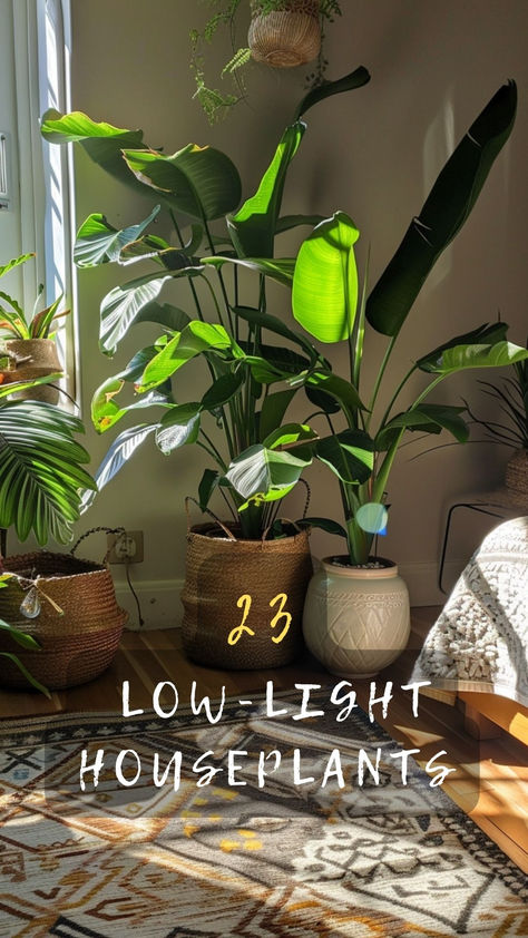 Thriving Plants For Low-Light Rooms! Discover The Best Houseplants That Grow Well Even In Low Light Conditions. Ready To Green Up Your Space? Click To Explore And Grow! 🌿🏡 #LowLightPlants #Houseplants #GreenYourSpace #ExploreAndGrow #PlantCare Lights In Potted Plants, Plant Studio Apartment, Large Low Light House Plants, How To Decorate With House Plants, Plant Lights Indoor Setup Living Room, Plants Dark Room, Bedroom Plants Low Light, Best Indoor Plants For Low Light, Low Light Bedroom