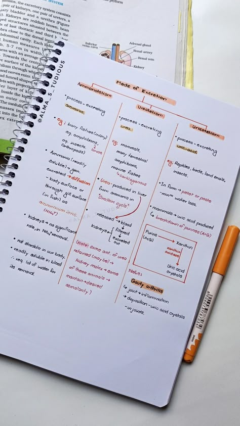 topics-    Mode of Excretion        •Ammonotelism        •Ureotelism        •Uricotelism #1#aesthetic#aestheticnotes#neetnotes Excretion In Humans Notes, Excretory System Notes, Neet Biology Notes, Excretory Products And Their Elimination, Surviving High School, Studygram Ideas, Neet Biology, Neet Preparation, Human Body Projects