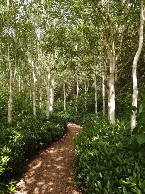 Forest Like Garden, Woodland Slope Garden, Tree Grove Landscape, Woodland Garden Path, Woodland Edge Garden, Woodland Garden Ideas Enchanted Forest, Garden Trees Ideas, Forest Garden Backyards, Woodland Landscaping Ideas