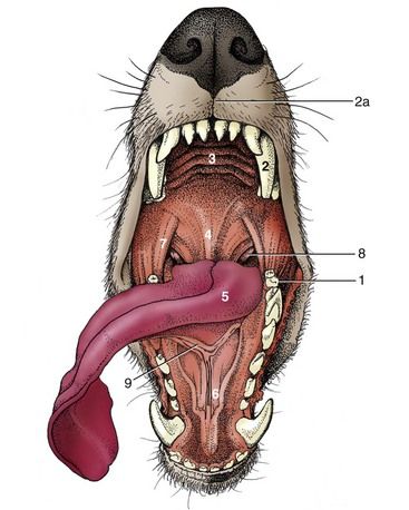 Dog Laughing, Teeth Diagram, Dog Mouth, Vet Tech School, Wolf Poses, Veterinary Studies, Laughing Funny, Vet Medicine, Courage The Cowardly Dog