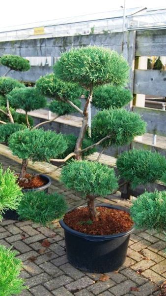 Juniper Topiary Tree, Juniper Topiary, Juniperus Virginiana, Topiary Balls, Garden Center Displays, Outdoor Topiary, Bonsai Tree Care, Juniper Bonsai, Topiary Plants