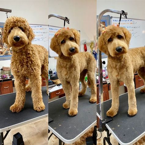 Doodle Cuts Goldendoodle Haircuts Short, Bernedoodle Haircut Styles Short, F1 Goldendoodle Haircut, Aussiedoodle Grooming Styles, Groodle Haircut Styles, F1b Goldendoodle Haircut, Apollo Haircut, Short Doodle Cuts, Summer Doodle Haircut