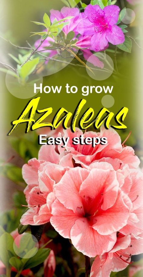 Growing and care Azaleas and Rhododendrons | Nature Bring - NatureBring Azaleas Landscaping, Azaleas Care, Rhododendron Plant, Gardenia Plant, Azalea Bush, Azalea Flower, Acid Loving Plants, Rock Landscaping Ideas, Yard Plants