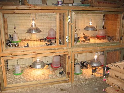 This has some good ideas going. But I think if would be impossible to keep the chicks inside the brooder box when you open the door. I think a two section door would be better. Reban Ayam, Brooder Box, Chicken Brooder, Chicken Pen, Chicken Life, Coop Design, Chicken Coop Designs, Keeping Chickens, Building A Chicken Coop