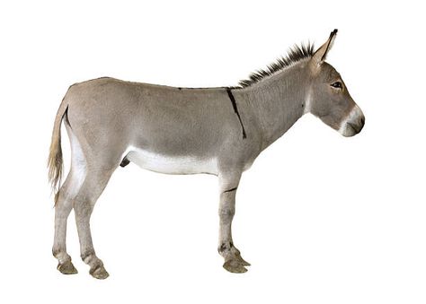 Gray and white side view of a donkey on a white background Silly Crafts, Donkey Images, Christmas Donkey, A Donkey, The Donkey, Animal Posters, Zebras, Drawing People, Farm Animals