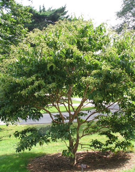 Seven-son Flower Trees | Heptacodium miconiodes Tree Photos | Moon Nurseries Flower Trees, Plants For Shade, Tree Photos, Scented Flowers, Soil Types, Moon Nursery, Flowering Tree, Moon Garden, Flower Tree