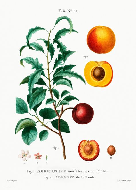 Inside part of apricot. Apricot from Holland (Abricot de Hollande) from Traité des Arbres et Arbustes que l’on cultive en France en pleine terre (1801–1819) by Pierre-Joseph Redouté. Original from the New York Public Library. Digitally enhanced by rawpixel. | free image by rawpixel.com / New York Public Library (Source) Fall Botanicals, Judas Tree, Paper Mulberry, Apricot Tree, Daisy May, Trumpet Vine, Free Printable Art, Tropical Fruits, Rock Design