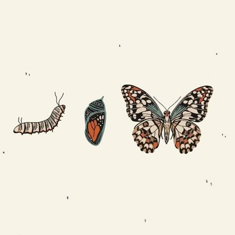 Evolution Of A Butterfly, Butterfly Growth Drawing, Stages Of Butterfly Tattoo, Metamorphosis Butterfly Art, Caterpillar To Butterfly Art, Butterfly Tattoo Metamorphosis, Butterfly Phases Drawing, Butterfly Stages Drawing, Stages Of A Butterfly Tattoo