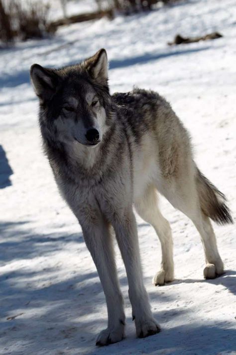 Alberta Canada: Low content wolfdog at Yamnuska Wolfdog Sanctuary. #alberta #canada #travel #travelguide #yamanuska #wolfdog #sanctuary #lowcontent #schmooze #surrogate #lineage #phenotyping #biological #amazing #physicaltraits Canadian Wolf, Types Of Wolves, Dog Sanctuary, Ski Canada, Wolf Dogs, Wolf Pictures, Close Encounters, Wolf Dog, Canadian Rockies