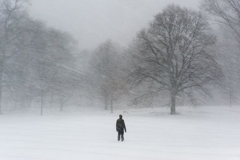 More than 20 inches of snow are expected in parts of Washington and New York by the end of Saturday. Storm Photography, Park In New York, Bare Tree, Prospect Park, Pictures Of The Week, Snow Storm, Brooklyn New York, Photojournalism, The East