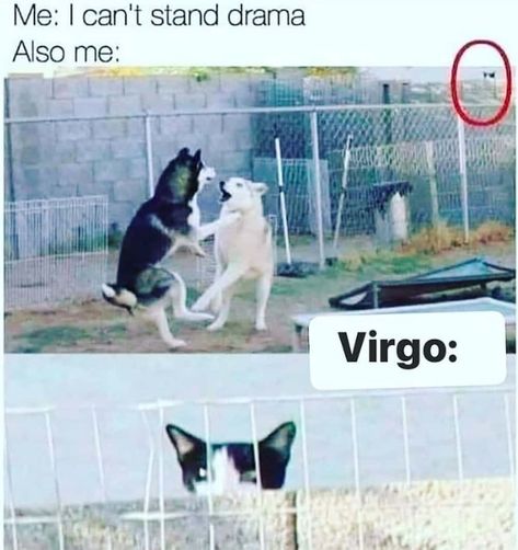 25 Funny Virgo Memes Virgo Memes Funny, Aries And Virgo, Funny Virgo, Virgo Relationships, Leo Saturn, Virgo Sun Aquarius Moon, Virgo And Aries, Virgo Personality, Virgo And Sagittarius