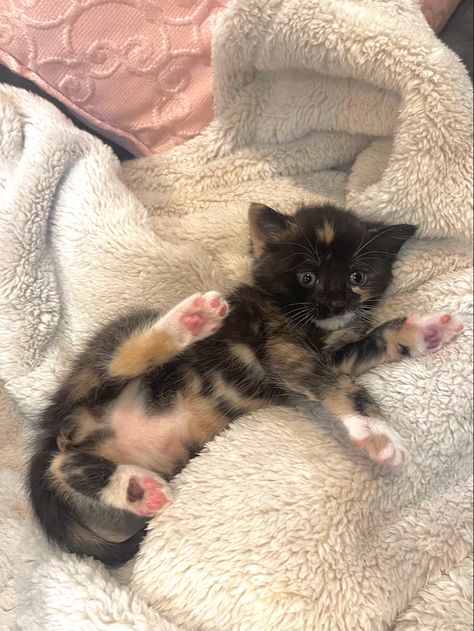 tabby cat kitten tortoiseshell kitten 1 month old kitten baby cat cat pink paws animals cute pets little pets Kitten Tortoiseshell, Fluffy Tabby Cat, Tortoiseshell Kitten, Tabby Cat Kitten, Lps Cats, Tortoiseshell Cat, Tabby Cats, Pink Paws, Tabby Kitten