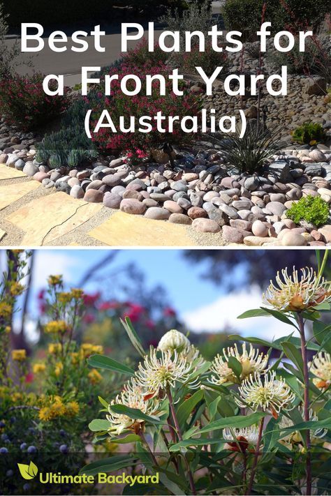 Master front yard landscaping in Australia with this essential guide. Discover plants like Lomandra longifolia for a hardy, native touch, and Senecio serpens ‘Blue Chalk’ for vibrant color. This article offers practical advice on creating a low-maintenance yet visually appealing front yard, perfect for the Australian climate. Coastal Front Garden Australia, Modern Native Garden Australia, Street Appeal Australia Front Yards, Simple Front Yard Landscaping Australian, Low Maintenance Garden Australian, Senecio Serpens, Lomandra Longifolia, Garden Ideas Australia, Native Plant Landscape