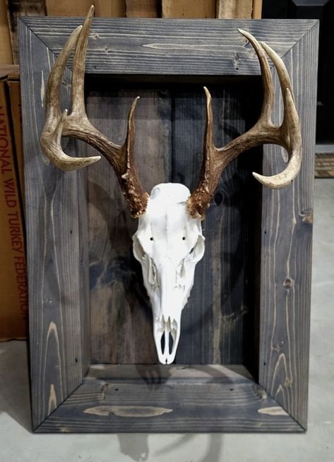 European Skull Mount Ideas, Animal Hide Decor, Euro Mount Ideas, European Mount Display, Antler Display Ideas, European Deer Mount Ideas, European Deer Mount, Skull Mount Ideas, European Mount Ideas