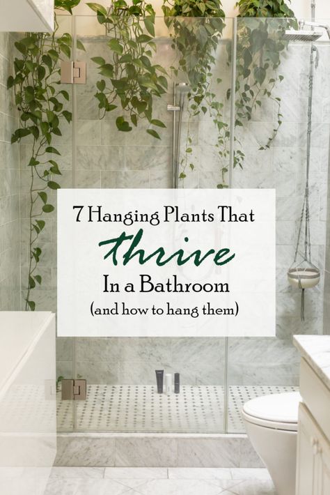 Bathroom Plants Decor, Inside Plants, Plants Growing, Bathroom Plants, House Plants Decor, Plants Decor, House Plants Indoor, Plant Mom, Indoor Gardening