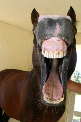 horse opening mouth Picture Of Horse, Equine Acupressure, Equine Nutrition, Big Teeth, Horse Anatomy, Southern States, Horse Tips, Horse Health, Carousel Horses