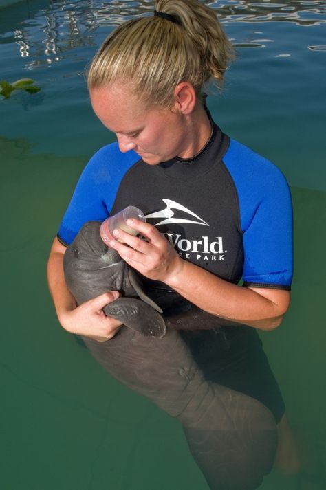 Oh the hu manatee!  (baby manatee) Baby Manatee, Oceanography Marine Biology, Wildlife Biologist, Water Creatures, Sea Cow, Vet School, Seaworld Orlando, Manatees, Marine Biologist