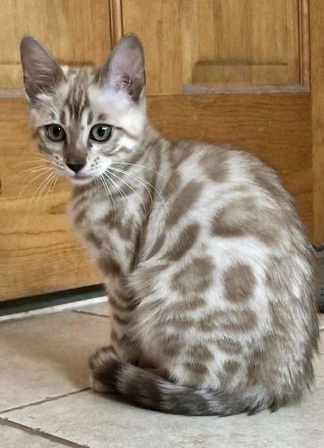 Chocolate Ragdoll Cat, Pretty Cat Breeds, Silver Bengal Cat, Tumblr Emo, Cat Beautiful, Regnul Animal, Dream's Cat, Cats Rule, Pinterest Humor