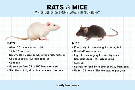 Rats vs. Mice: Which One Causes More Damage to Your Home? Rat Vs Mouse, Mouse Breeding Setup, Mice Prevention, Rat Facts, Types Of Rats, Roof Rats, Mouse Poison, Rat Care, Pet Mouse