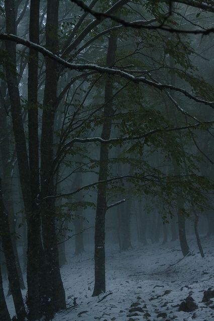 Ethereal Plane, Dark Naturalism, Foggy Forest, 판타지 아트, Dark Forest, Nature Aesthetic, Enchanted Forest, Winter Scenes, Nature Beauty