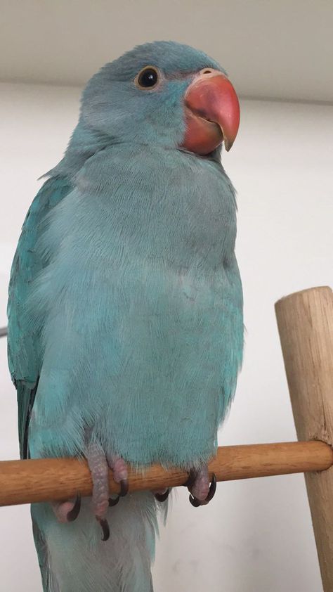 Baby blue Indian ring neck bird Malibu cute adorable Blue Indian Ringneck, Indian Ringneck, Indian Ringneck Parrot, Indian Rings, Pretty Animals, Cute Birds, Cute Funny Animals, Baby Blue, Blue Bird