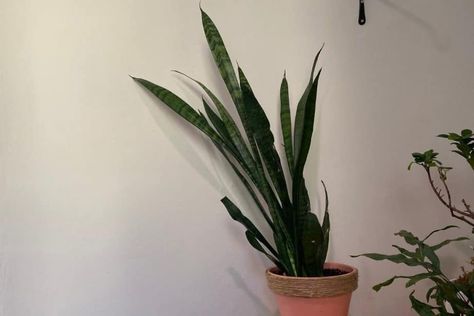 Snake Plant Falling Over? (Solved) – Indoor Plants for Beginners Indoor Plants For Beginners, Plants For Beginners, Snake Plant Care, Sansevieria Plant, Snake Plants, Zz Plant, Burning Questions, Fall Over, Peace Lily