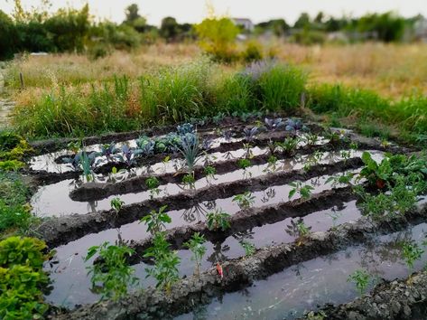 Rain Gardens: The Sustainable Yard Feature You Need | Architectural Digest Sustainable Yard, Rain Gardens, Pothos Plant, Garden Help, Diy Gardening, Clay Soil, Rain Garden, University Of Oregon, River Rock