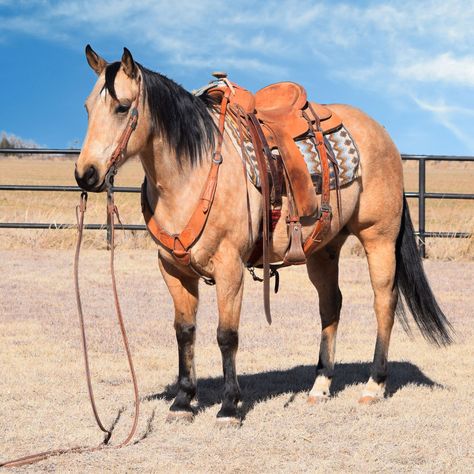 Horses For Sale – Boyd Ranch, LLC | Commercial Cattle, Ranch & Cow Horses … Horses For Sale Near Me, Roping Horses, Paint Horses For Sale, Fantasy Mounts, Buckskin Horses, Quarter Horses For Sale, Roping Horse, Working Cow Horse, Horse Farm Ideas