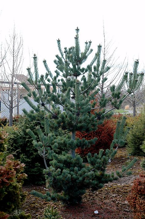 Pinus parviflora 'Cleary' Japanese white pines are available in an enormous variety of different sizes, colors and shapes to fit in any landscape. This is one of my favorites for the shape and blue-green color of the needles. Smaller ones are excellent for containers or bonsai too. Japanese White Pine, White Pines, Conifers Garden, Japanese White, Specimen Trees, Evergreen Trees, White Pine, Landscaping Plants, Types Of Soil