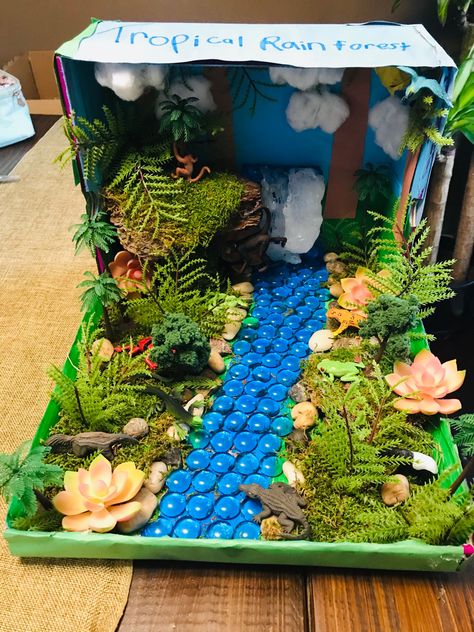 Rainforest Crafts Shoebox School Projects, Rainforest Box Project, Shoe Box Diorama Rainforest, Shoe Box Fairy Garden, Shoe Box Rainforest Project, Shoebox Habitat Projects For Kids, Rainforest Shoebox Project, 3d Ecosystem Project, Rainforest Habitat Diorama