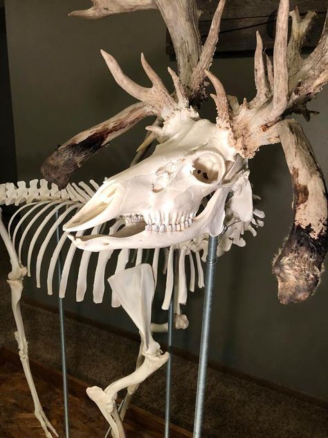 Fully Assembled Deer Skeleton is Eye Candy for the Whitetail Lover Skull Photography, Deer Skeleton, Animal Skull Decor, Skull Reference, Skeleton Anatomy, Geometric Tattoo Arm, Animal Skeletons, Deer Tattoo, Vulture Culture