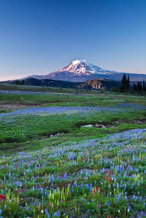 Mt Adams Washington, Switzerland Holiday, Mount Adams, Narrow Corridor, Gifford Pinchot National Forest, Surfing Pictures, Wildflower Meadow, Thru Hiking, Image Nature