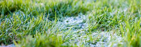 As autumn progresses, turfgrasses switch the emphasis on growth from leaves to roots. The roots that are formed right now contain the fuel that will be used to power the lawn through next summer’s heat and humidity. Winter Lawn Care, Garden Turf, Fall Lawn Care, Fescue Grass, Fall Lawn, Eco Friendly Cars, 1000 Sq Ft, Perennial Grasses, Seed Germination