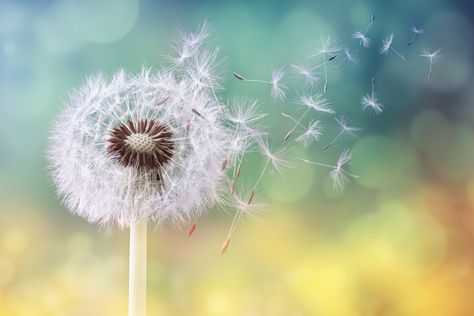 Five tips from motivational coach Kevin Carroll on how to accept with change in your life in the most positive way possible. Dandelion Clock, Dandelion Seed, Seasonal Allergies, Dandelion Flower, Allergy Symptoms, Liver Health, Morning Sun, Vinyl Cover, Homeopathy