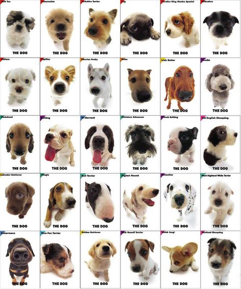 If you are a dog lover, it is better for you to note on the dog facts in this post. Description from pinterest.com. I searched for this on bing.com/images Dog Breeds Chart, Types Of Dogs Breeds, Dog Breed Names, Dog Breeds List, Dog Artist, Dog Facts, Types Of Dogs, Bad Dog, Small Dog Breeds