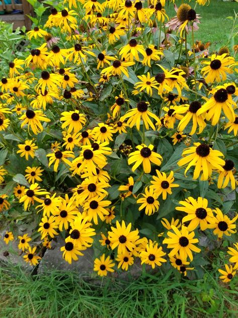 Black eyed susans Black Eyed Susans, Flower Cottage, Country Gardens, Black Eyed Susan, Black Eyed, Country Gardening, Yard Decor, Green Thumb, My Flower