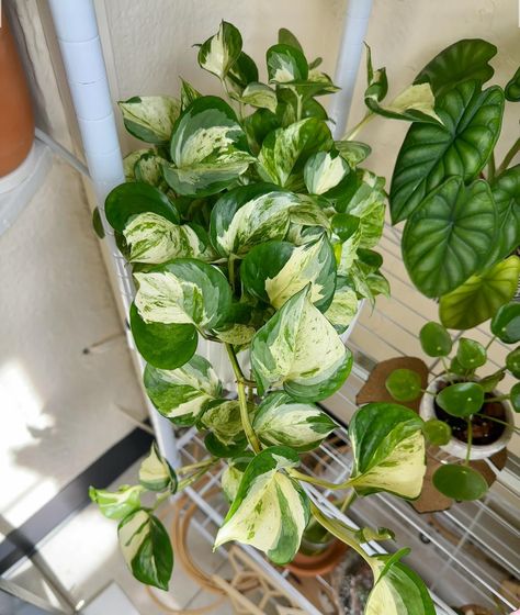 🌿AN UNDERRATED POTHOS | follow for more plant content🌿 Manjula pothos are some of the most beautiful pothos in my opinion and they’re not talked about enough! Do you own one? What other pothos varieties do you think are underrated? . . . . indoor jungle houseplants easy plants plant tips plant hacks plant care plant help plant styling propagation plant room #pothos #manjulapothos #epipremnum Pothos Manjula, Scindapsus Exotica, Pothos Varieties, Manjula Pothos, Philodendron Micans, Plant Styling, Plant Tips, Plant Room, Plant Help