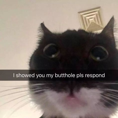 funny cat memes - if cats had snapchat - I showed you my butthole pls respond Snapchat, The Day, Memes, Funny, Black