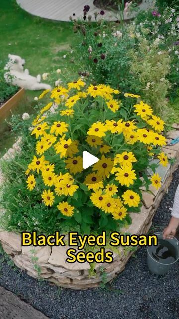 Rosesu on Instagram: "Black Eyed Susan🌼
#blackeyedsusan #flowergarden #growyourown #chrysanthemum #flowerpower #flowershop #flowerlovers #diygarden #backyard" Black Eyed Susan, Black Eyed, Grow Your Own, Chrysanthemum, Eye Black, Flower Shop, Diy Garden, Flower Power, Flower Garden